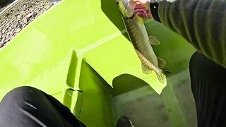 Голавль и щуки на воблер при ловле с лодки на Изворул-Мунтелуй