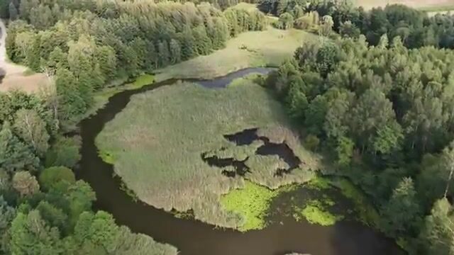 Поплавочная ловля лещей и плотвы на канале в кувшинках в Польше