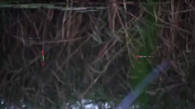 Поплавочная ловля лещей и плотвы на канале в кувшинках в Польше