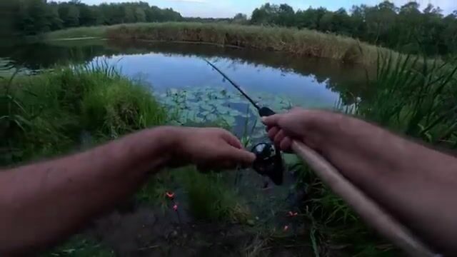 Поплавочная ловля лещей и плотвы на канале в кувшинках в Польше