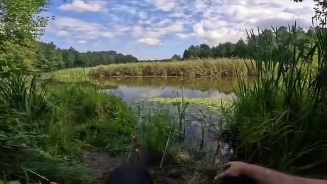Поплавочная ловля лещей и плотвы на канале в кувшинках в Польше