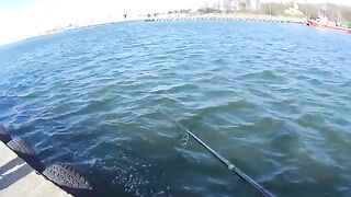 Ловля селёдки на ёлочку в Новом Порту Гданьска при холодном ветре