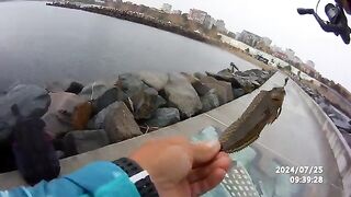Кефаль после мелких бычков на лиманского червя в Констанце