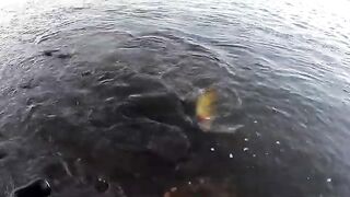 Крупный дорадо на водохранилище Пальмар в Уругвае