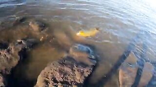Крупный дорадо на водохранилище Пальмар в Уругвае