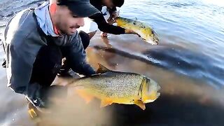 Крупный дорадо на водохранилище Пальмар в Уругвае