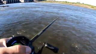 Крупный дорадо на водохранилище Пальмар в Уругвае