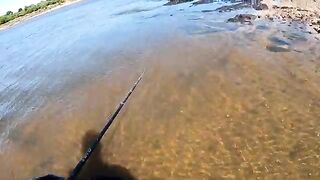 Крупный дорадо на водохранилище Пальмар в Уругвае