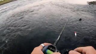 Крупный дорадо на водохранилище Пальмар в Уругвае