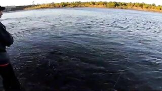 Крупный дорадо на водохранилище Пальмар в Уругвае