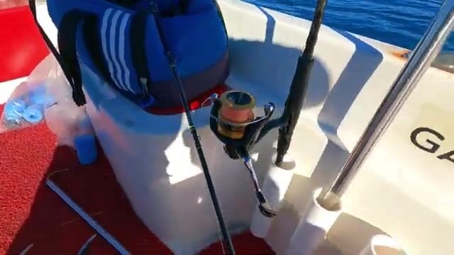 Две сериолы на живого кальмара у Окурджалара в Турции