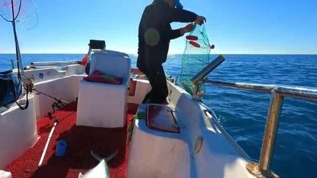 Две сериолы на живого кальмара у Окурджалара в Турции