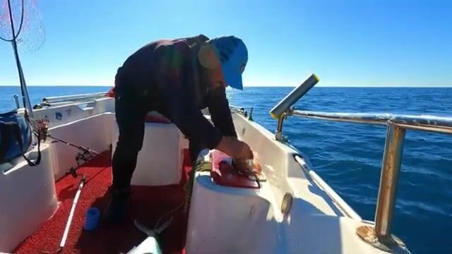 Две сериолы на живого кальмара у Окурджалара в Турции