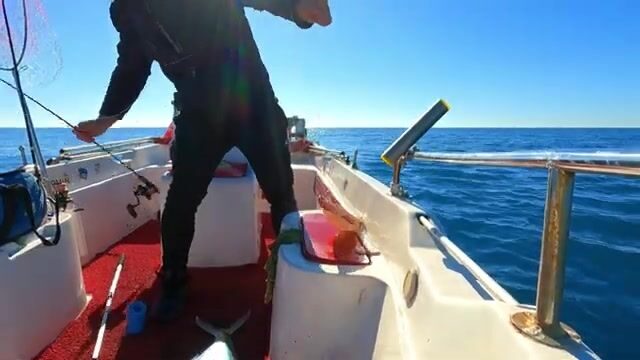 Две сериолы на живого кальмара у Окурджалара в Турции