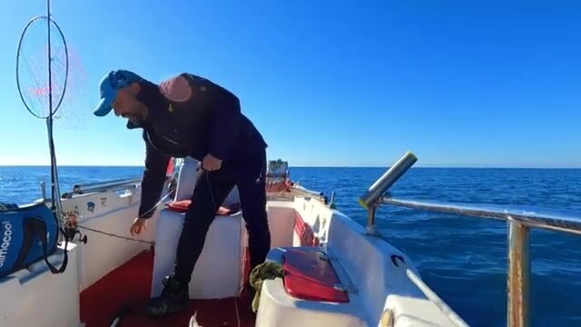 Две сериолы на живого кальмара у Окурджалара в Турции