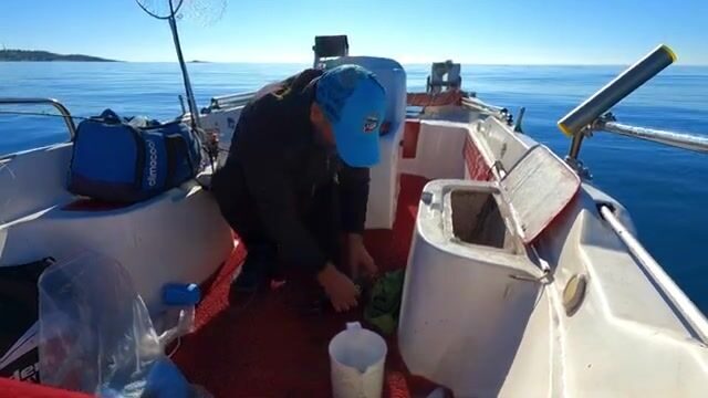 Две сериолы на живого кальмара у Окурджалара в Турции