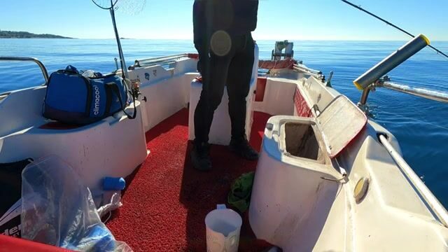 Две сериолы на живого кальмара у Окурджалара в Турции