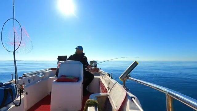Две сериолы на живого кальмара у Окурджалара в Турции