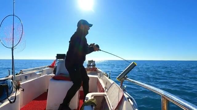 Две сериолы на живого кальмара у Окурджалара в Турции