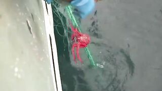 Южный океан: Operation Icefish и другой взгляд на морской выход