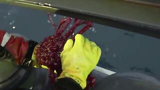 Южный океан: Operation Icefish и другой взгляд на морской выход