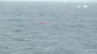 Южный океан: Operation Icefish и другой взгляд на морской выход