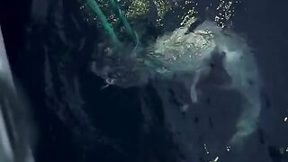 Южный океан: Operation Icefish и другой взгляд на морской выход