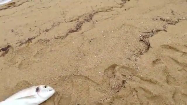 Вываживание дорады в Сен-Тропе и работа катушкой с подсказками напарника