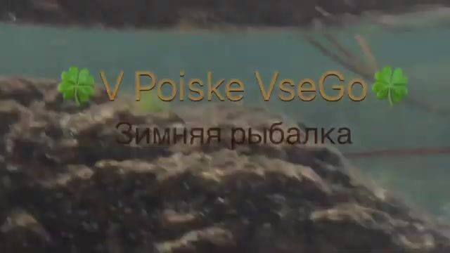 Ловля наваги в бухте Труда на Русском острове