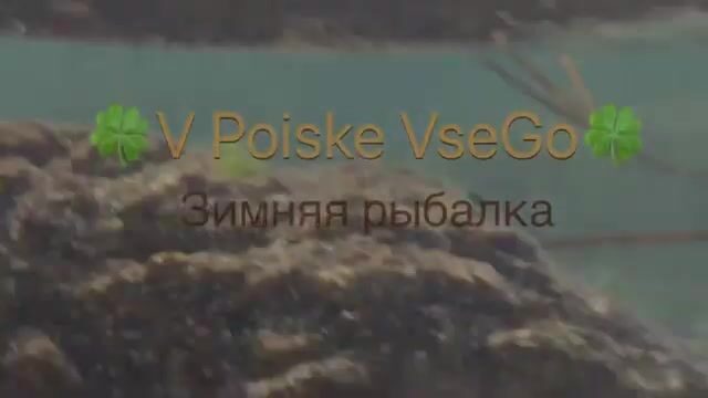 Ловля наваги на блесну и червя в бухте Круглой на Русском острове