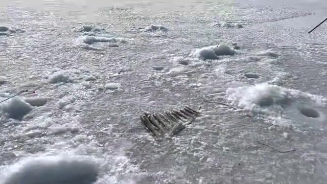 Ловля наваги на блесну и червя в бухте Круглой на Русском острове