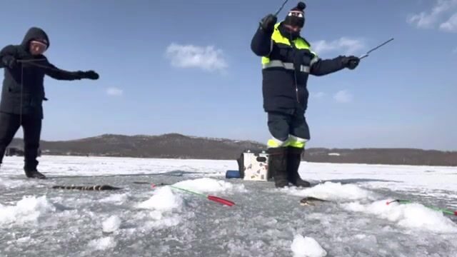 Ловля наваги на блесну и червя в бухте Круглой на Русском острове