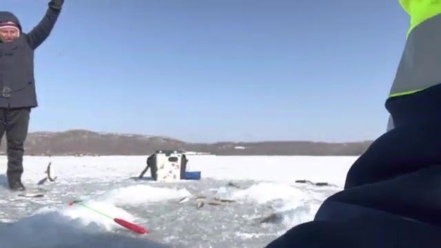 Ловля наваги на блесну и червя в бухте Круглой на Русском острове