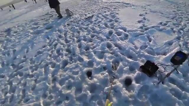Вялая навага в бухте Новик у острова Русский отозвалась только на зеленую блесну