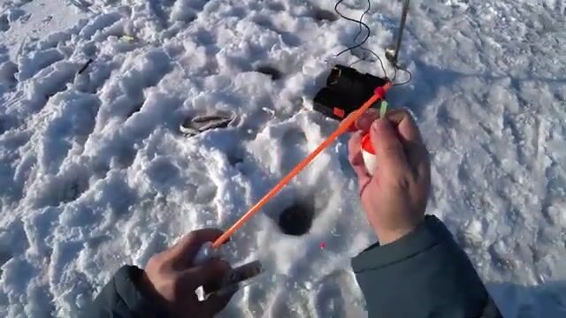 Вялая навага в бухте Новик у острова Русский отозвалась только на зеленую блесну