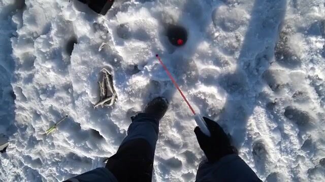 Вялая навага в бухте Новик у острова Русский отозвалась только на зеленую блесну
