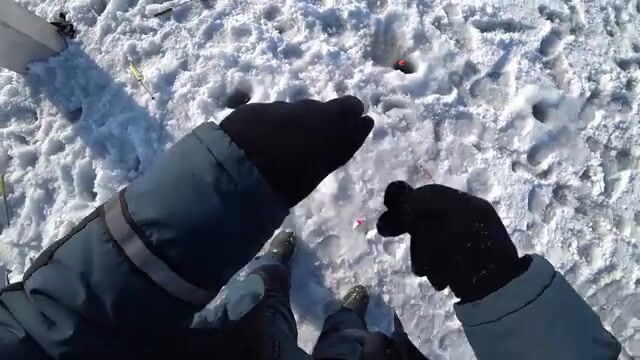 Вялая навага в бухте Новик у острова Русский отозвалась только на зеленую блесну
