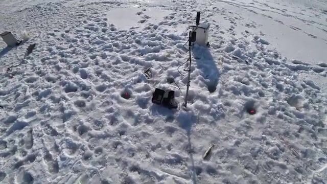 Вялая навага в бухте Новик у острова Русский отозвалась только на зеленую блесну