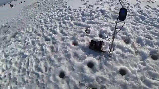 Вялая навага в бухте Новик у острова Русский отозвалась только на зеленую блесну