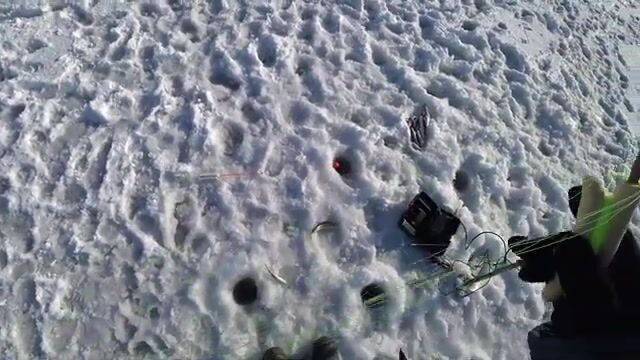 Вялая навага в бухте Новик у острова Русский отозвалась только на зеленую блесну