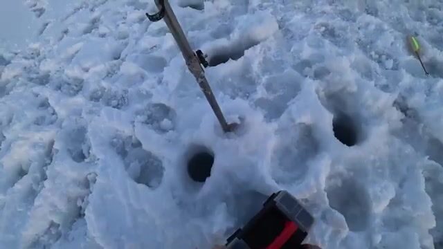 Вялая навага в бухте Новик у острова Русский отозвалась только на зеленую блесну