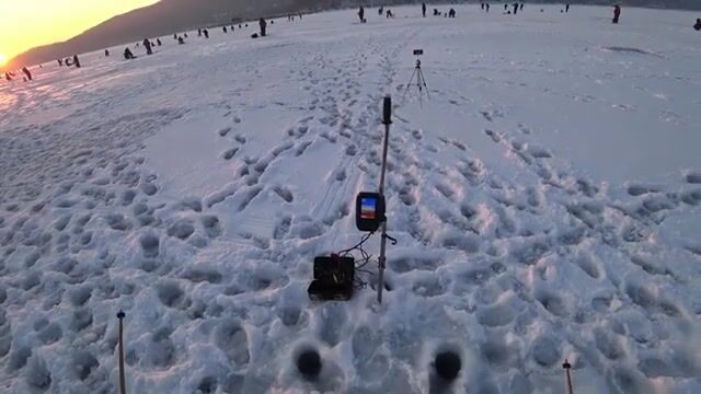 Вялая навага в бухте Новик у острова Русский отозвалась только на зеленую блесну