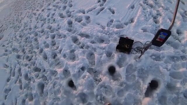 Вялая навага в бухте Новик у острова Русский отозвалась только на зеленую блесну