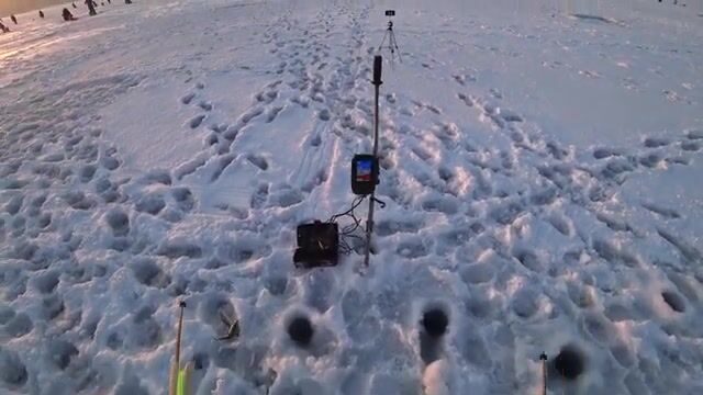 Вялая навага в бухте Новик у острова Русский отозвалась только на зеленую блесну