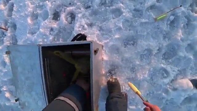 Вялая навага в бухте Новик у острова Русский отозвалась только на зеленую блесну