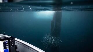 Сербия: как подготовить рыболовный день вместо старого прогноза