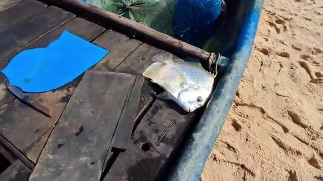 На пляже Хотрам встретили лодку с крупной морской рыбой