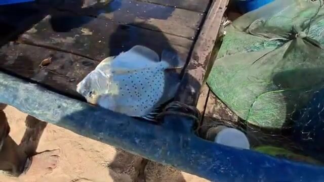 На пляже Хотрам встретили лодку с крупной морской рыбой