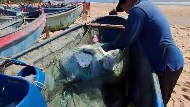 На пляже Хотрам встретили лодку с крупной морской рыбой