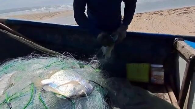 На пляже Хотрам встретили лодку с крупной морской рыбой